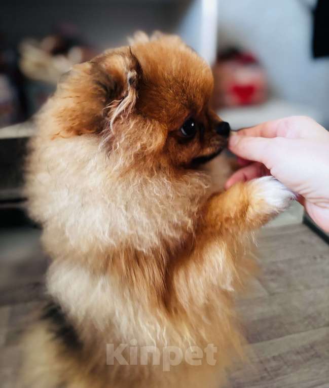 Собаки в Дзержинске: Померанский шпиц мальчик Мальчик, 25 000 руб. - фото 3