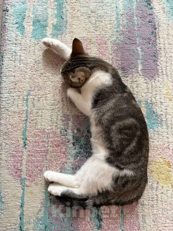 Кошки в Москве: Отдадим котенка в добрые и заботливые руки Мальчик, Бесплатно - фото 3