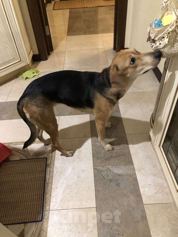 Собаки в Москве: Найдена собака Девочка, Бесплатно - фото 3