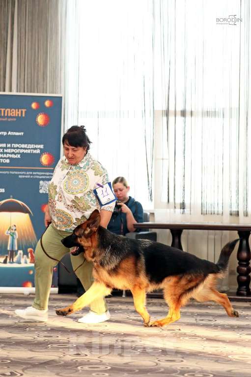 Собаки в Юрге: Вязка Мальчик, 30 000 руб. - фото 1