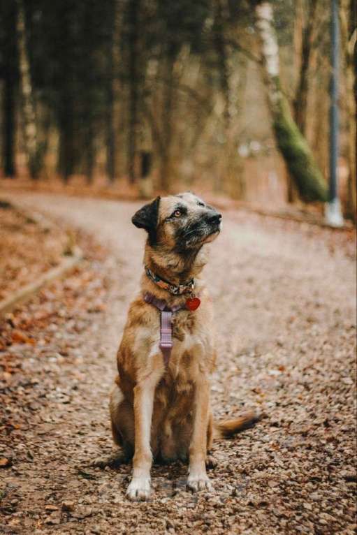 Собаки в Москве: Спокойная собачка Тера из Курска в добрые руки Девочка, 1 руб. - фото 8