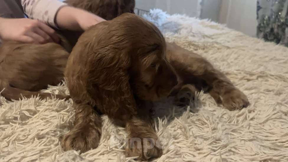 Собаки в Одинцово: Кокеры Мальчик, Бесплатно - фото 3