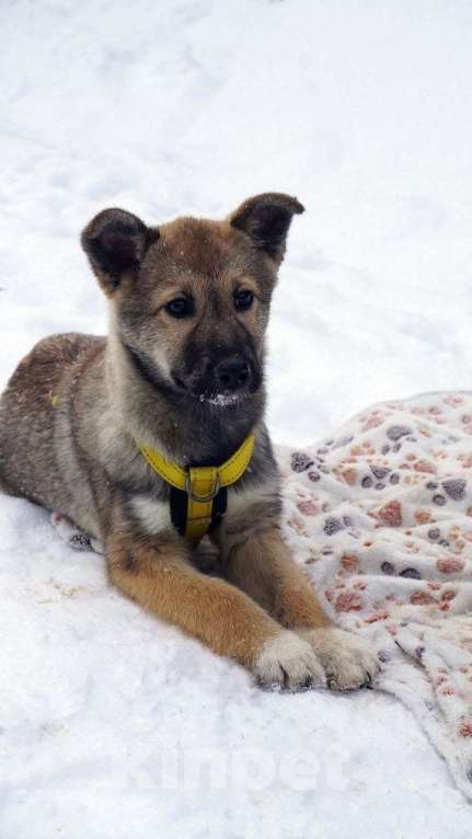 Собаки в Ногинске: Малышка Манго ждет свою семью в приюте Девочка, Бесплатно - фото 1
