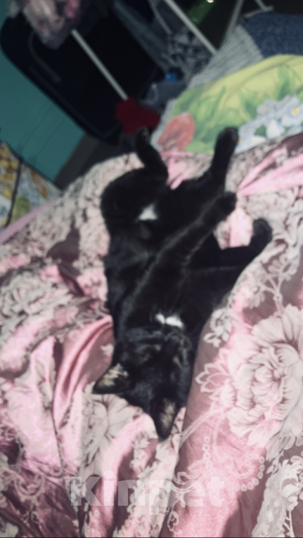 Кошки в Москве: Потерялась Девочка, 10 000 руб. - фото 2