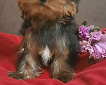 Собаки в Набережных Челнах: Леон,йоркширский терьер Мальчик, 35 000 руб. - фото 3