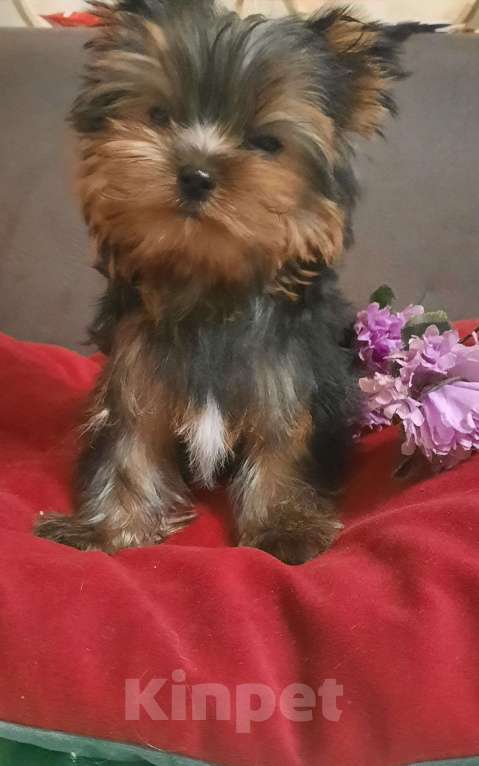 Собаки в Набережных Челнах: Леон,йоркширский терьер Мальчик, 35 000 руб. - фото 3