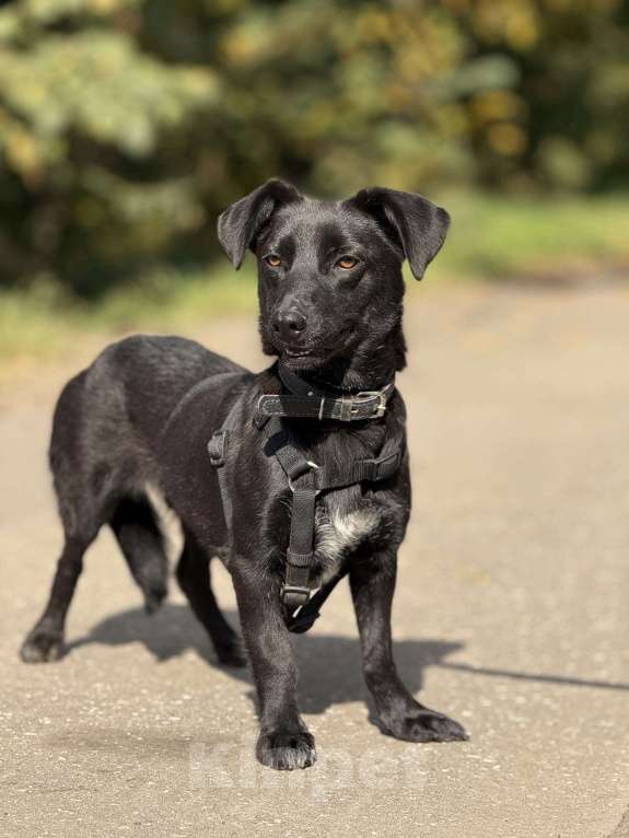 Собаки в Москве: Ирма Девочка, Бесплатно - фото 7