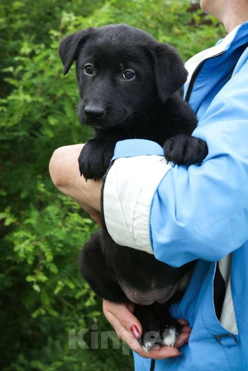 Собаки в Санкт-Петербурге: Отдам щенка бесплатно. Девочка, Бесплатно - фото 2