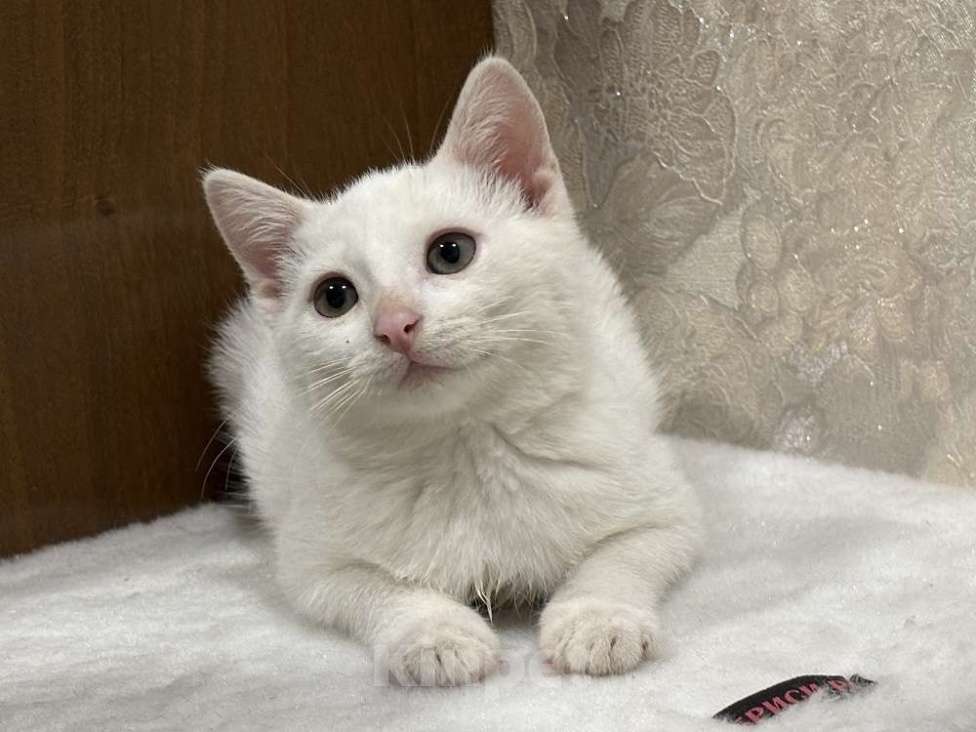 Кошки в Москве: Котята мальчики Юки и Проша в добрые руки! Мальчик, Бесплатно - фото 5