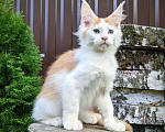Кошки в Мытищах: Котята Мейн-кун Мальчики Мальчик, 40 000 руб. - фото 2
