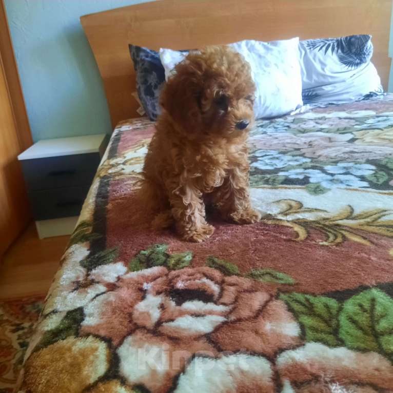 Собаки в Люберцах: Щенки той пудель Девочка, 150 000 руб. - фото 4
