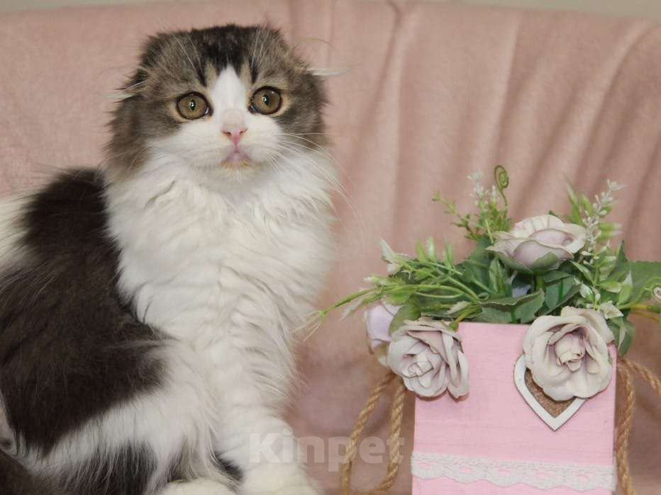 Кошки в Новосибирске: Шотландские котята  Мальчик, 50 000 руб. - фото 6
