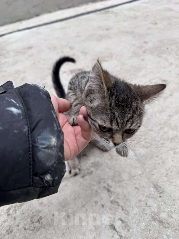 Кошки в Симферополе: Котенок в добрые руки Девочка, Бесплатно - фото 1