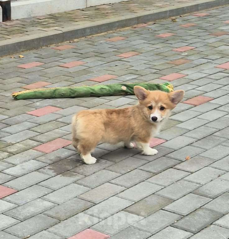 Собаки в других городах Ленинградской области: Лучший щенок вельш корги пемброк. Мальчик Мальчик, 90 000 руб. - фото 5