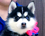 Собаки в Альметьевске: Хаски Щенки Разных окрасов Разнополые, Бесплатно - фото 1