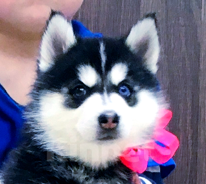 Собаки в Альметьевске: Хаски Щенки Разных окрасов Разнополые, Бесплатно - фото 1