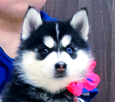 Хаски Щенки Разных окрасов