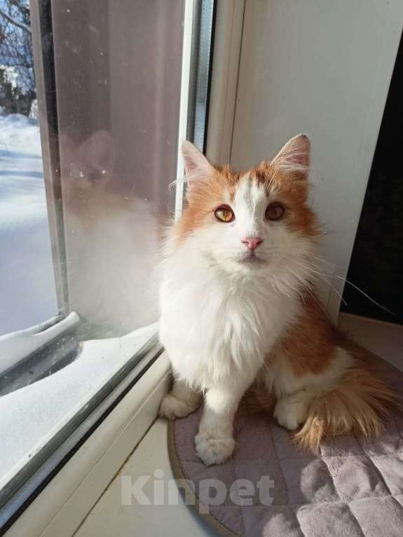 Кошки в Калуге: Отдам в хорошие руки Мальчик, Бесплатно - фото 7