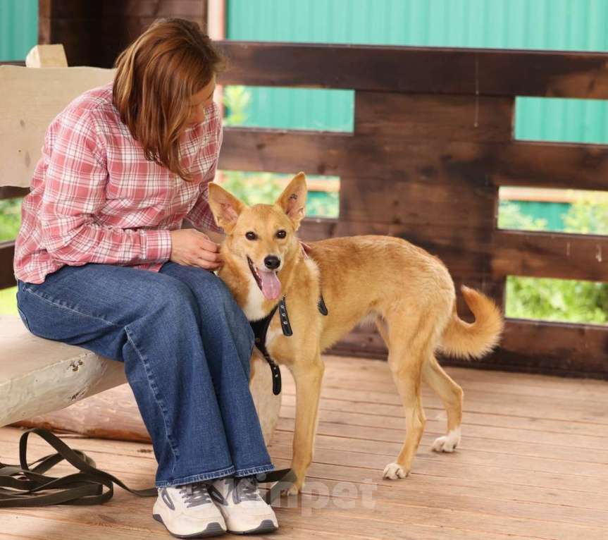 Собаки в Москве: Рыжая маленькая лисичка Фокси в добрые руки Девочка, 1 руб. - фото 9