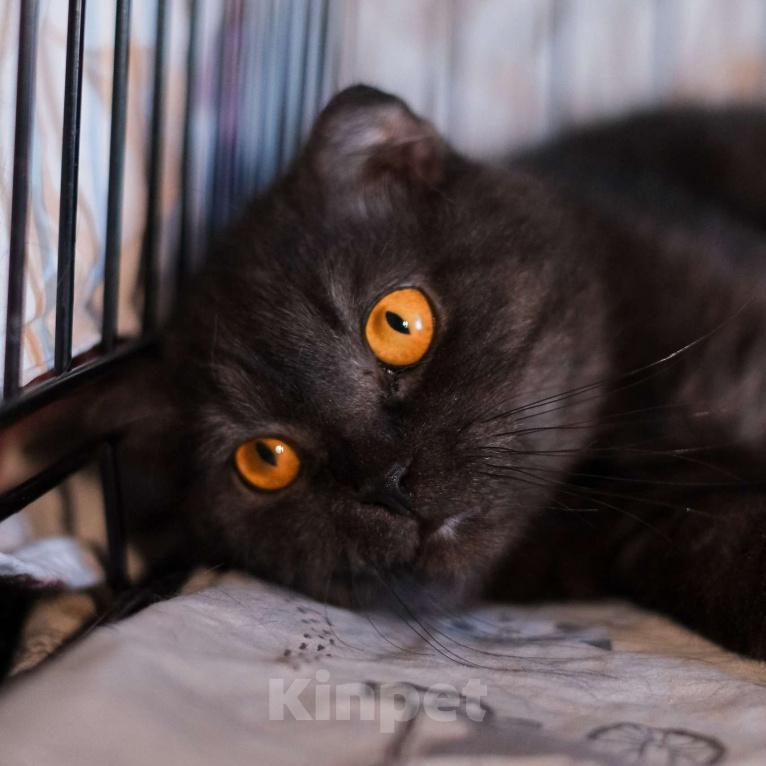 Кошки в Санкт-Петербурге: Лилу из приюта в добрые руки Девочка, Бесплатно - фото 1