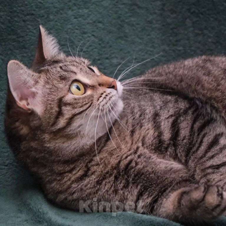 Кошки в Москве: Папайю никто не замечает Девочка, Бесплатно - фото 5