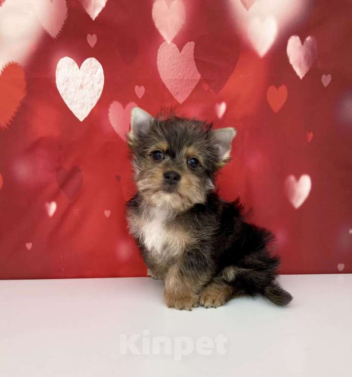 Собаки в Москве: Мраморный йорк мальчик стандарт игривый Мальчик, 50 000 руб. - фото 1