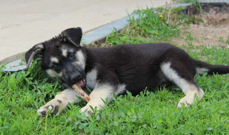 Собаки в Москве: Радомир Мальчик, 50 000 руб. - фото 5