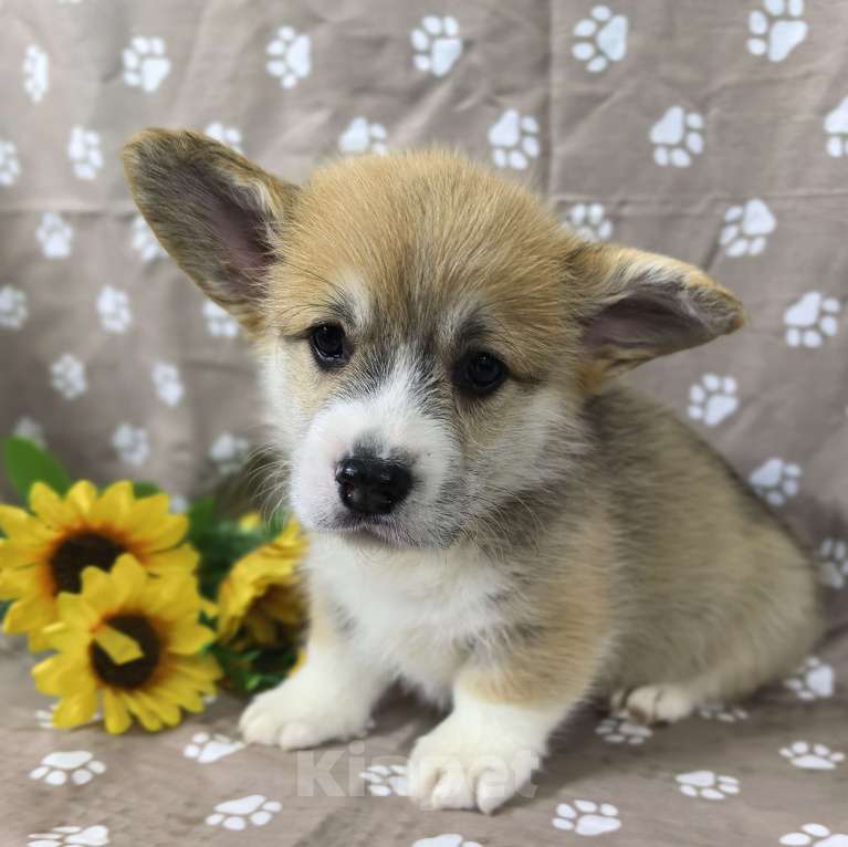 Собаки в Москве: Вельш корги меброк Мальчик, 60 000 руб. - фото 6