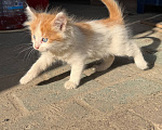 Кошки в Москве: 😻 Они ждут своих родителей… Разнополые, Бесплатно - фото 2