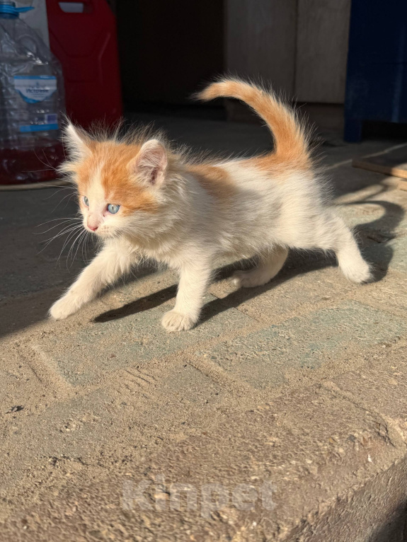 Кошки в Москве: 😻 Они ждут своих родителей… Разнополые, Бесплатно - фото 2