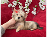 Собаки в Москве: Голддаст йорк микро девочка золотая Девочка, 65 000 руб. - фото 3