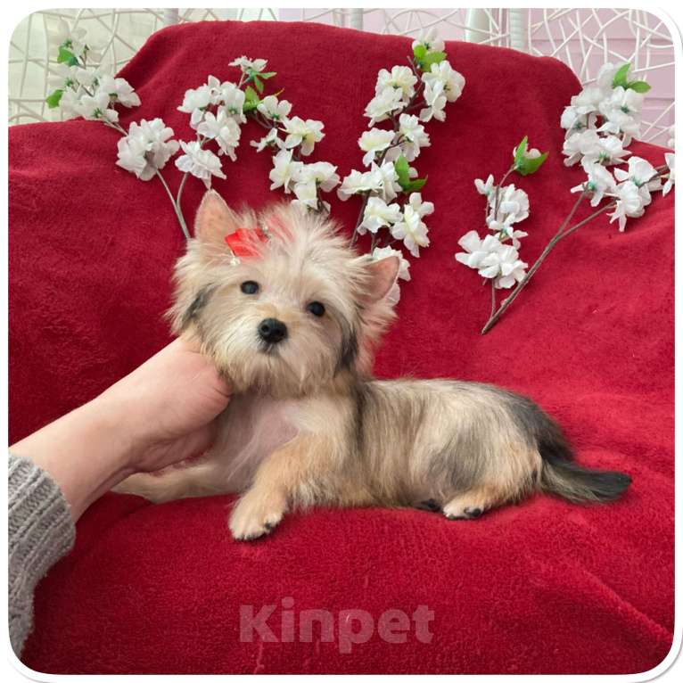 Собаки в Москве: Голддаст йорк микро девочка золотая Девочка, 65 000 руб. - фото 3