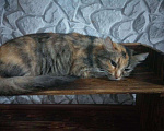 Кошки в Мур: Кошка, Бесплатно - фото 2
