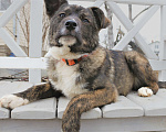 Собаки в Клине: Гретта ищет дом Девочка, 1 руб. - фото 3