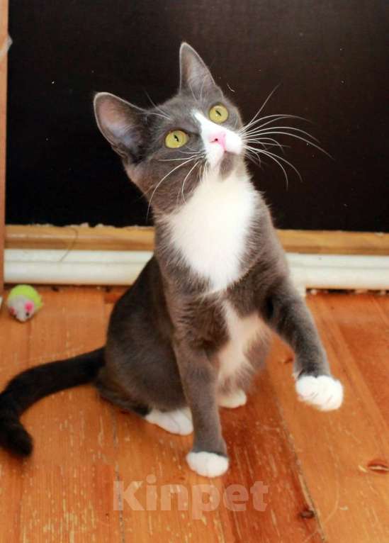 Кошки в Калуге: Тильда, кошка оптимистка в добрые руки. Девочка, Бесплатно - фото 2