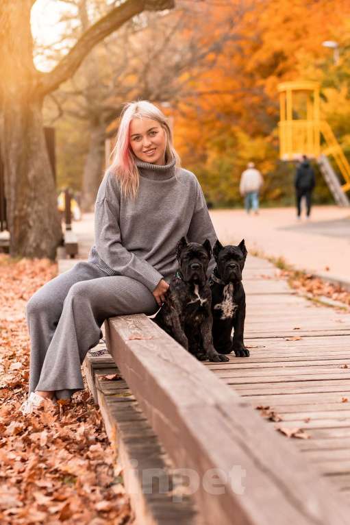 Собаки в Нижнем Новгороде: щенок кане корсо Девочка, 100 000 руб. - фото 2