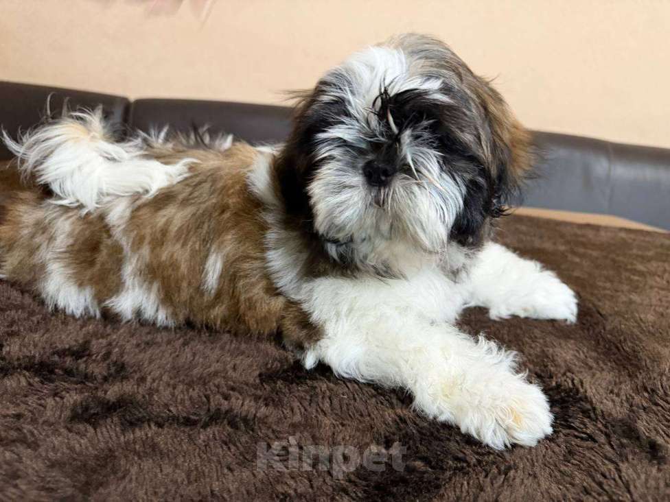 Собаки в Тамбове: Ши-тцу Девочка, Бесплатно - фото 6