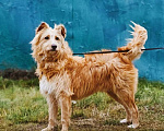 Собаки в Москве: Очень добрый и ласковый пес Дюк ищет дом Мальчик, 10 руб. - фото 5