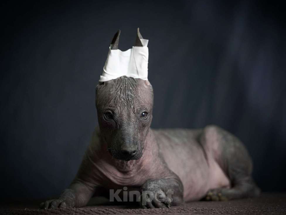 Собаки в Москве: Ксолоитцкуинтли стандартного размера  Девочка, Бесплатно - фото 6