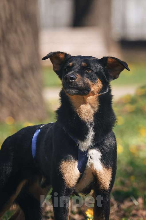 Собаки в Москве: Деймонд ищет дом Мальчик, Бесплатно - фото 9