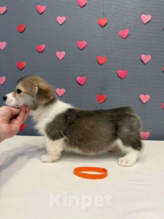 Собаки в Кургане: Щенок вельш корги пемброк, сука Девочка, 50 000 руб. - фото 3