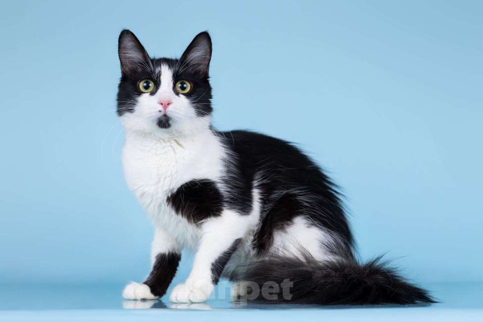 Кошки в Москве: Кошечка Ника в добрые руки Девочка, Бесплатно - фото 2