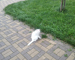 Кошки в Кирове: Кошка Девочка, Бесплатно - фото 2