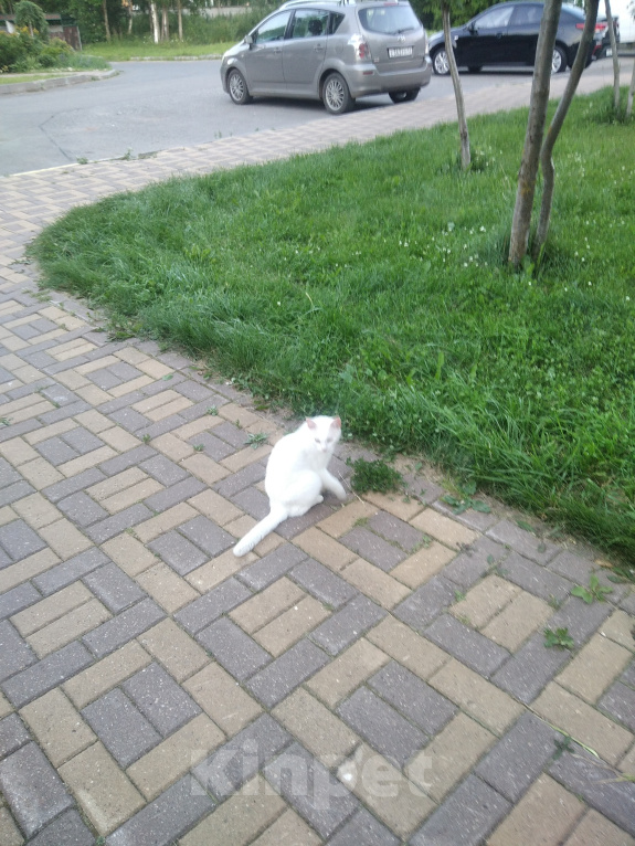 Кошки в Кирове: Кошка Девочка, Бесплатно - фото 2