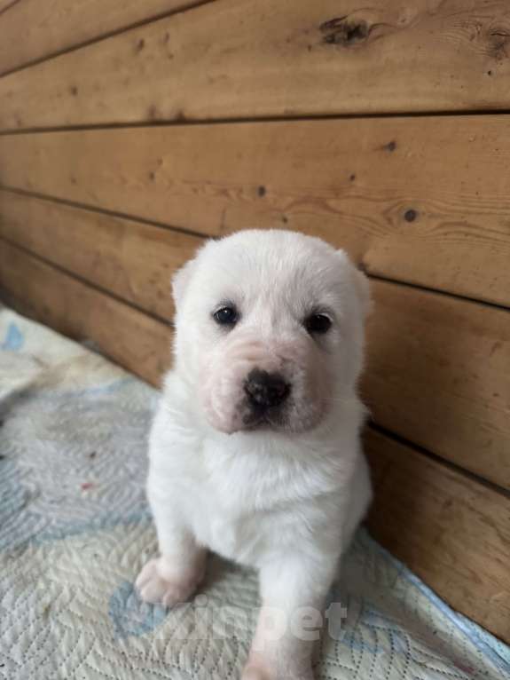 Собаки в Красноярске: Щенки среднеазиатской овчарки ( Алабай)  Девочка, 50 000 руб. - фото 1