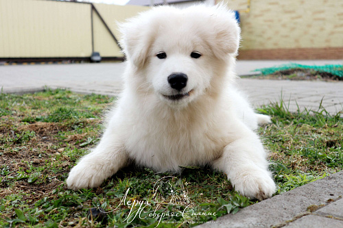 Щенок Самоеда/Самоедской Собаки