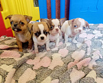 Собаки в Люберцах: Мини щенки чихуахуа  Мальчик, 20 000 руб. - фото 3