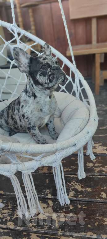 Собаки в Севастополе: Щенок французского бульдога Девочка, 50 000 руб. - фото 1