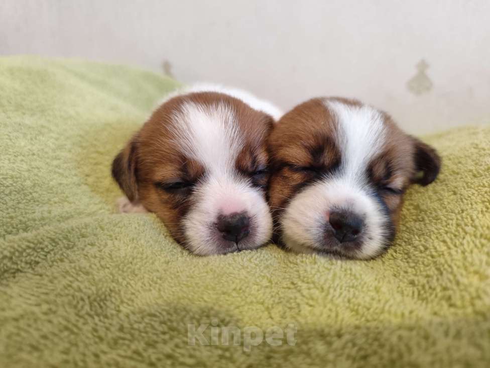 Собаки в Калининграде: Щенки джек рассел терьера Девочка, 60 000 руб. - фото 6