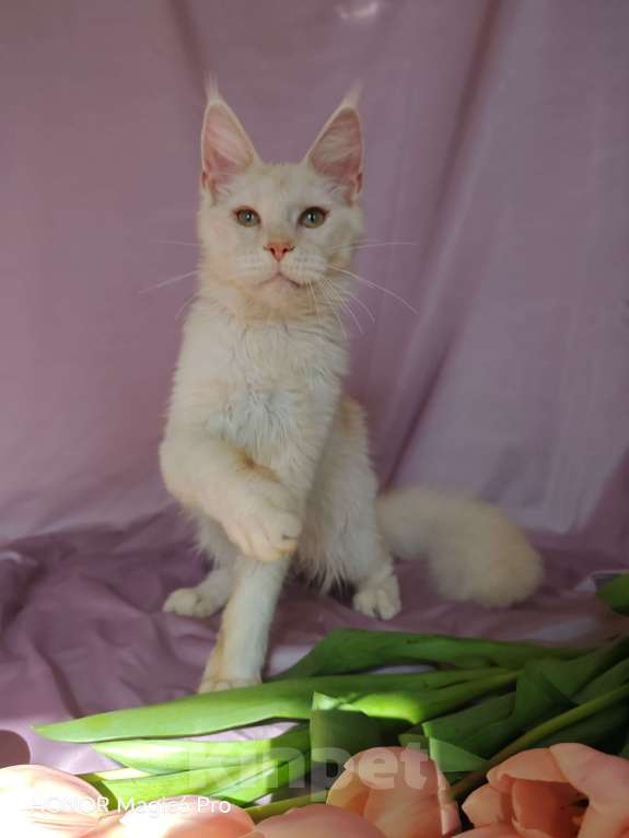 Кошки в Воронеже: Девочка мейн кун Девочка, 30 000 руб. - фото 2